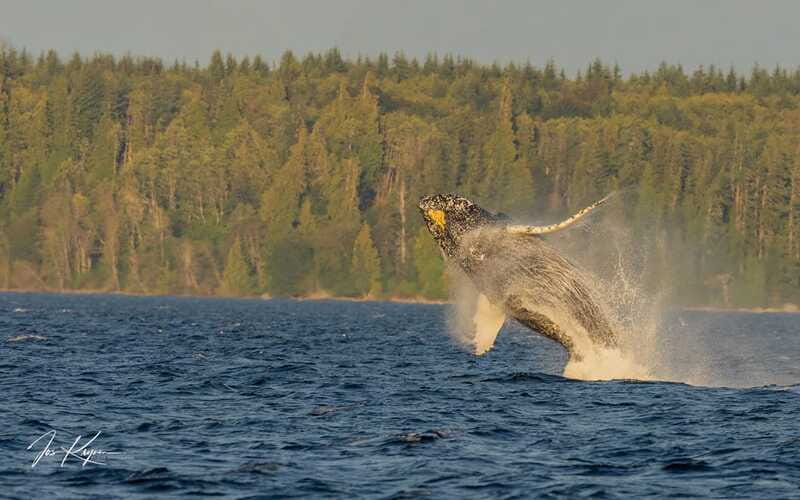 Campbell River: 6 Hour Zodiac Whale Watching Tour w/ Lunch - How much the guide changes the day