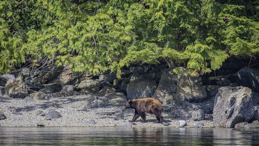 Campbell River: 7-Hour Big Animal Encounter Boat Tour - Why seven hours matters in the Discovery Islands