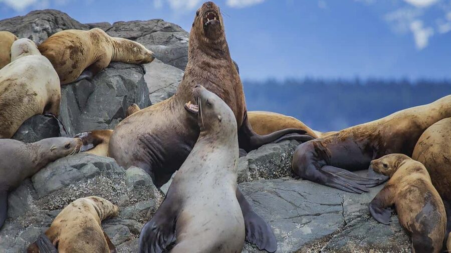 Campbell River: 7-Hour Big Animal Encounter Boat Tour - Hunting for humpbacks and orcas