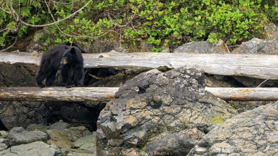 Campbell River: 7-Hour Big Animal Encounter Boat Tour - Dolphins, porpoises, seals, and sea lions