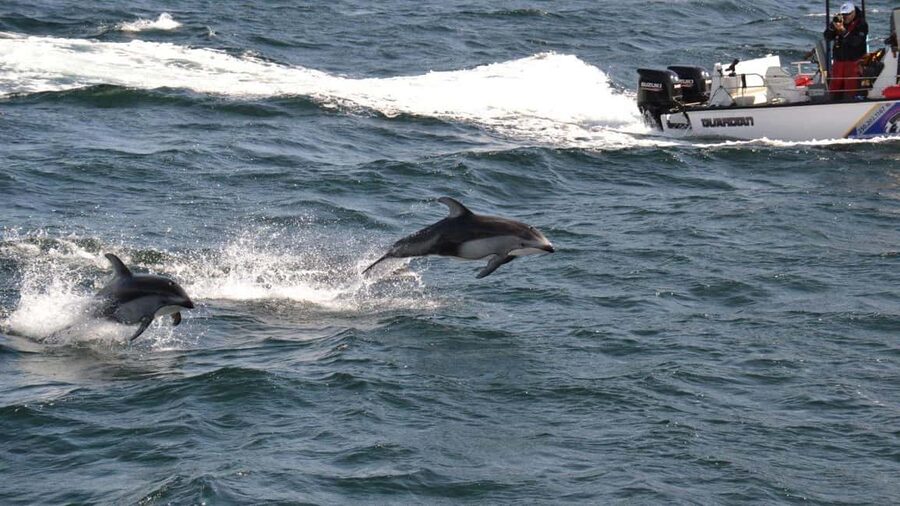 Campbell River: 7-Hour Big Animal Encounter Boat Tour - Lunch, snacks, and the vegetarian question
