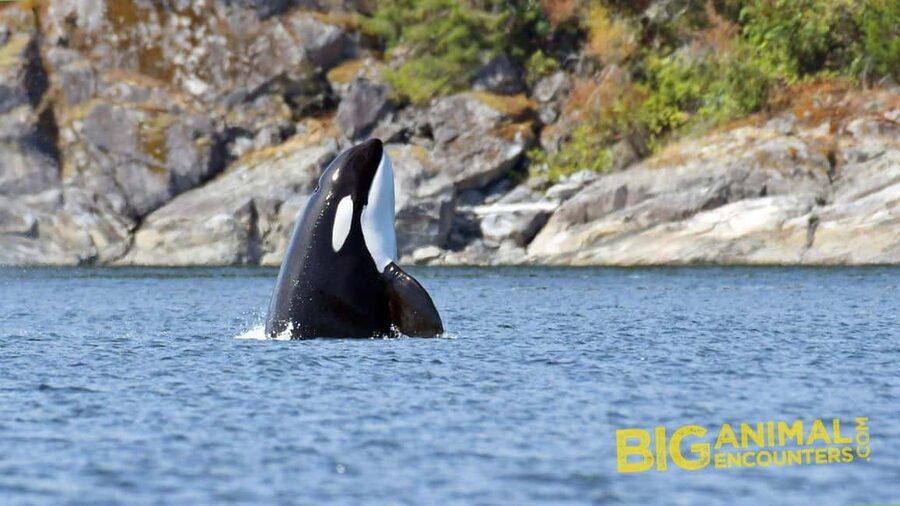 Campbell River: 7-Hour Big Animal Encounter Boat Tour - The captain and marine naturalist