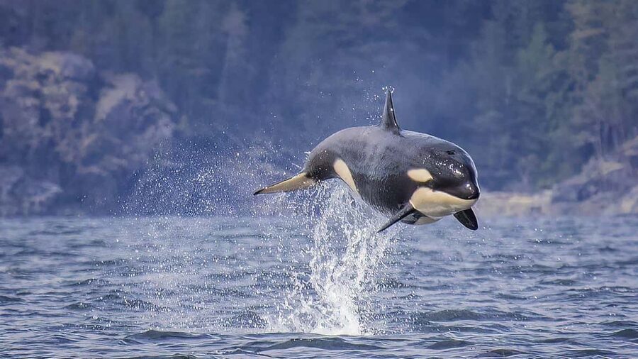 Campbell River: 7-Hour Big Animal Encounter Boat Tour - Weather, crowds, and the value of $245