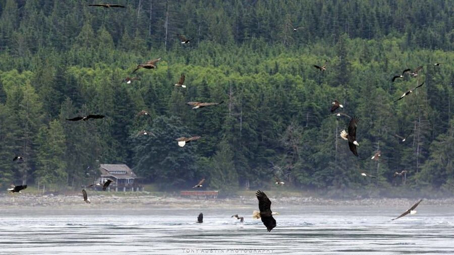 Campbell River: 7-Hour Big Animal Encounter Boat Tour - Who will get the most from this tour