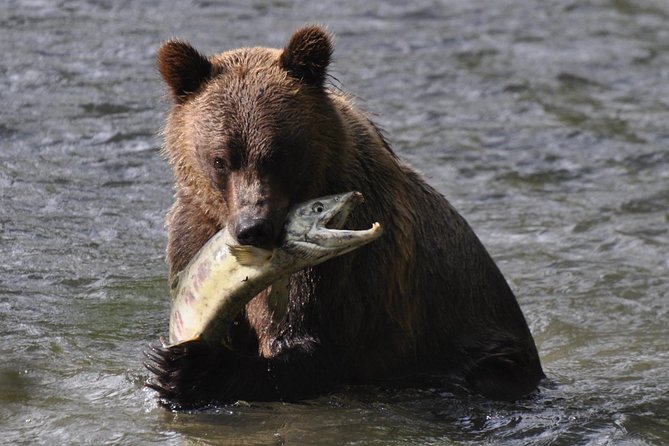 Campbell River: Bute Inlet Grizzly-Watching Tour & Boat Ride - Key points before you book