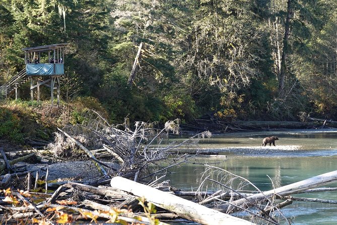 Campbell River: Bute Inlet Grizzly-Watching Tour & Boat Ride - Why Bute Inlet is worth the long ride