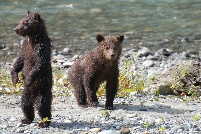 Campbell River: Bute Inlet Grizzly-Watching Tour & Boat Ride - Lunch, hot drinks, and the practical comfort level
