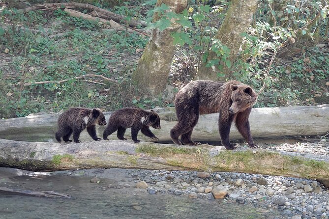 Campbell River: Bute Inlet Grizzly-Watching Tour & Boat Ride - Three hours back through the islands