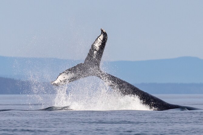 Campbell River: Bute Inlet Grizzly-Watching Tour & Boat Ride - Is the $557 price fair?