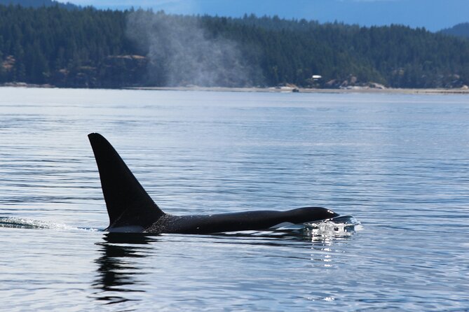 Campbell River: Bute Inlet Grizzly-Watching Tour & Boat Ride - Who will enjoy this most?