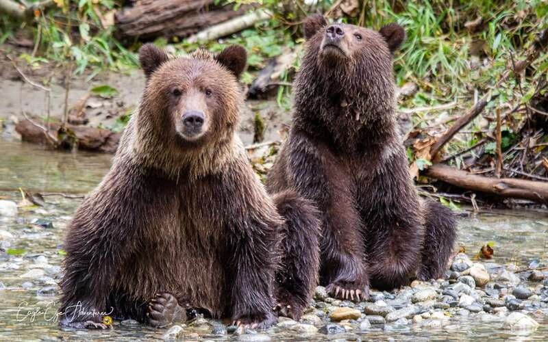 Campbell River: Full-Day Grizzly Bear Tour With Lunch - Key points to know before booking