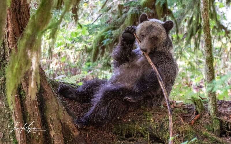 Campbell River: Full-Day Grizzly Bear Tour With Lunch - Why Toba Inlet feels different from an ordinary bear tour