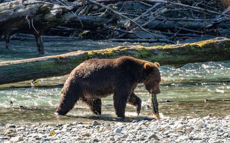 Campbell River: Full-Day Grizzly Bear Tour With Lunch - Meeting Klahoose guides at the head of Toba Inlet