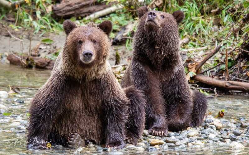 Campbell River: Full-Day Grizzly Bear Tour With Lunch - The forestry road to the four bear platforms