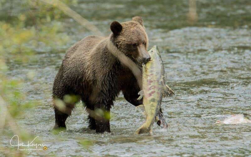 Campbell River: Full-Day Grizzly Bear Tour With Lunch - Lunch in the middle of a long day