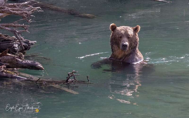 Campbell River: Full-Day Grizzly Bear Tour With Lunch - Rain, clothing, cameras, and comfort
