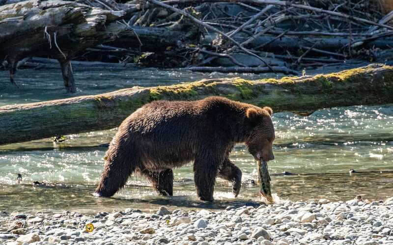 Campbell River: Full-Day Grizzly Bear Tour With Lunch - Who will enjoy this most