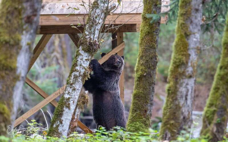 Campbell River: Full-Day Grizzly Bear Tour With Lunch - Leaving Campbell River for the inlet