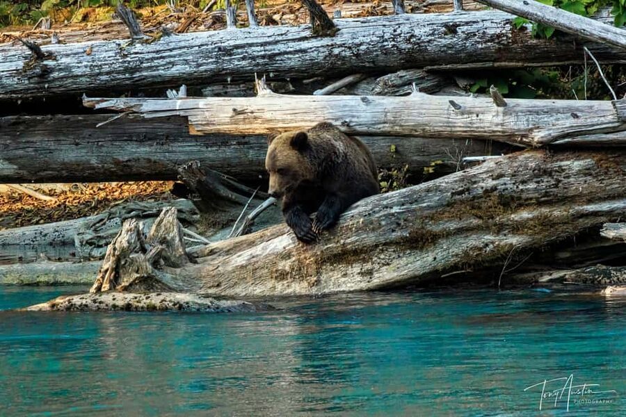 Campbell River: Grizzly Bear Expedition with Lunch - Orford Bay and the salmon-fed bear country