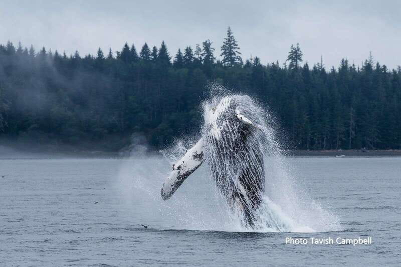 Campbell River: Grizzly Bear-Watching Tour with Lunch - FAQ
