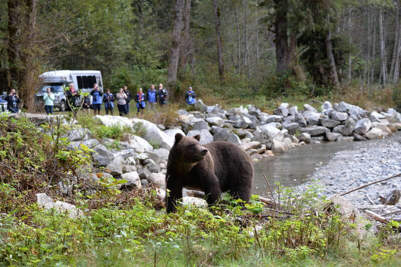 Campbell River: Grizzly Bear-Watching Tour with Lunch - Orford Bay and the three-hour bear search