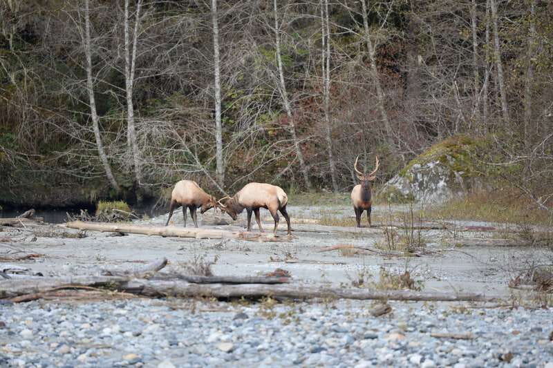 Campbell River: Grizzly Bear-Watching Tour with Lunch - Lunch beside the Orford estuary