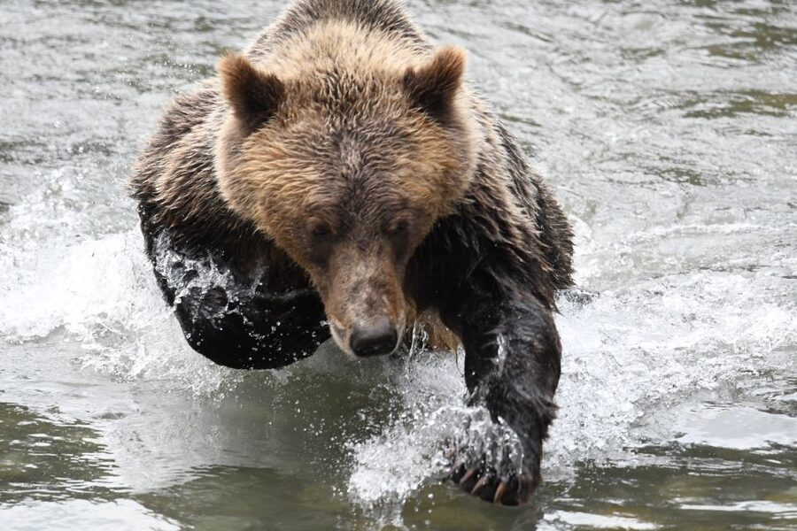 Campbell River: Grizzly Bear-Watching Tour with Lunch - Practical comfort, clothing, and limits