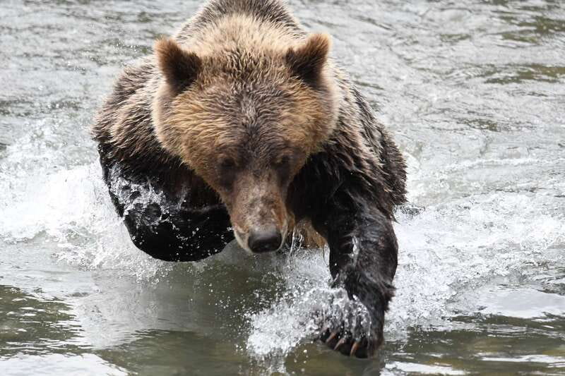 Campbell River: Grizzly Bear-Watching Tour with Lunch - Who will enjoy this tour most