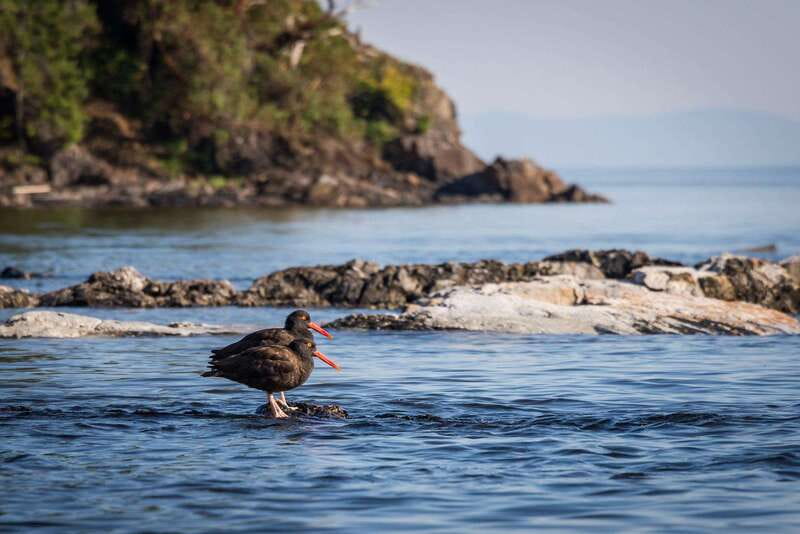 Campbell River: Kayaking and Whale Watching Tour - Lunch, hot drinks, and a needed pause