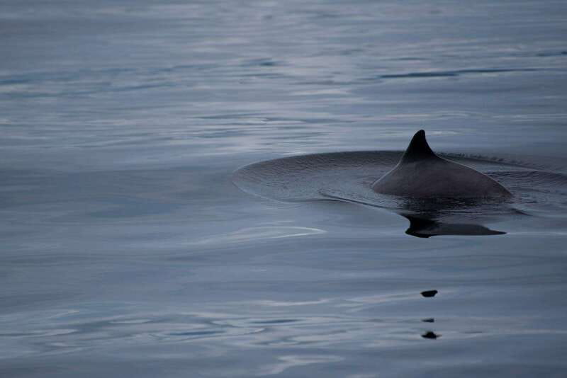 Campbell River: Kayaking and Whale Watching Tour - The guides and the feel of the day