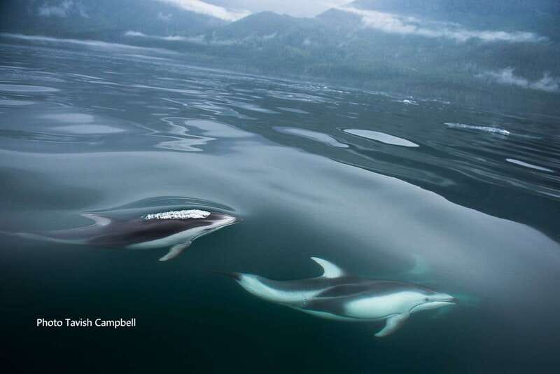 Campbell River: Salish Sea Whale Watching Adventure - Leaving Campbell River for the Discovery Islands