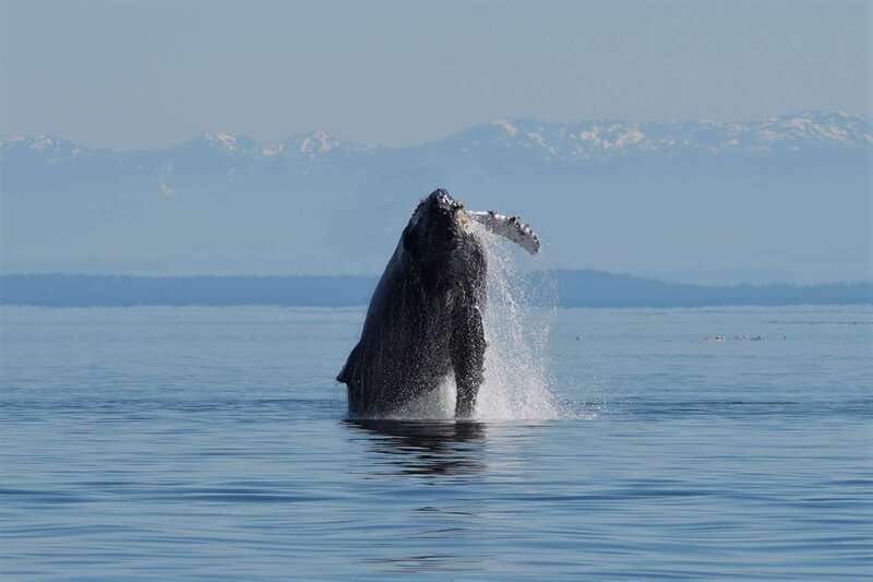 Campbell River: Salish Sea Whale Watching Adventure - A heated boat with room to watch outside