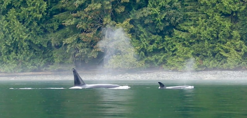 Campbell River: Salish Sea Whale Watching Adventure - Bald eagles and the birds of the Salish Sea
