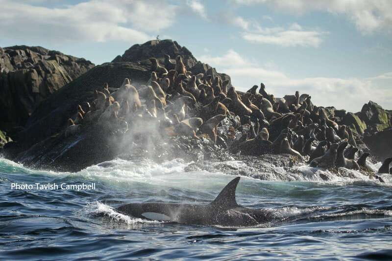 Campbell River: Salish Sea Whale Watching Adventure - Mountain views and the Homalco connection