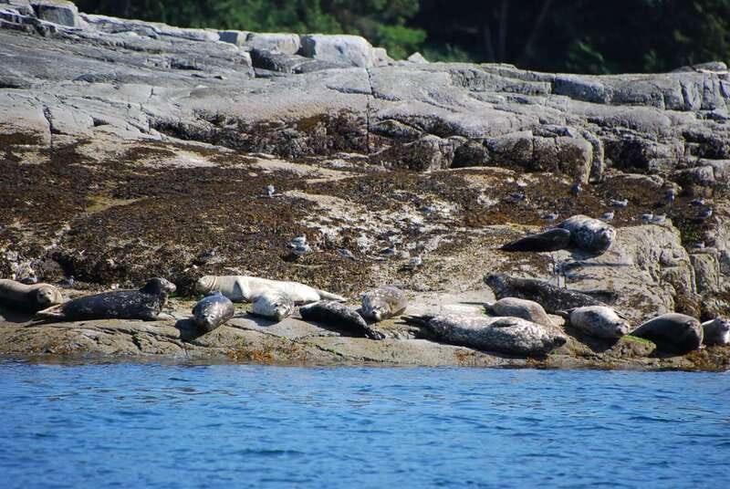 Campbell River: Salish Sea Whale Watching Adventure - Snacks, drinks, and the $200 question