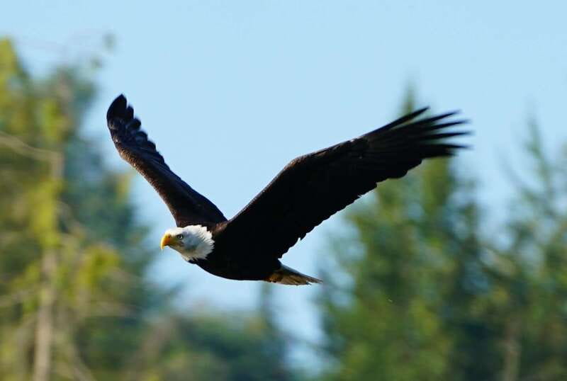 Campbell River: Salish Sea Whale Watching Adventure - Who should book this Campbell River cruise