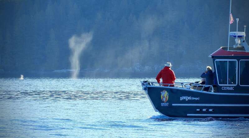 Campbell River: Salish Sea Whale Watching Adventure - Searching for humpbacks, orcas, and smaller marine life