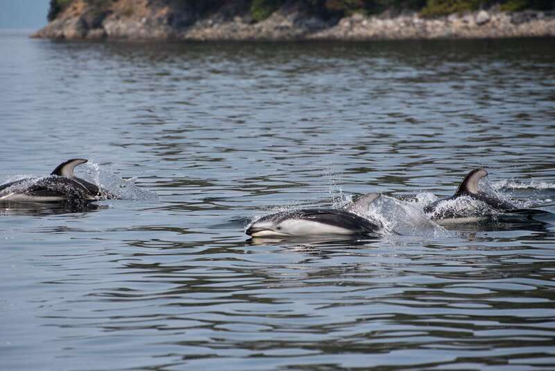 Campbell River: Whale Watching and Wildlife Viewing Day Tour - Why the full eight hours matters around Campbell River