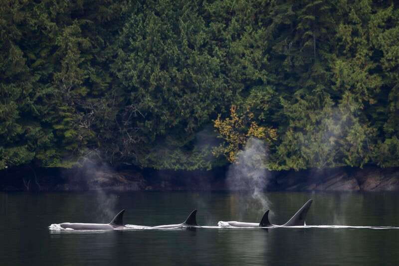 Campbell River: Whale Watching and Wildlife Viewing Day Tour - Is $291 good value for a full day?