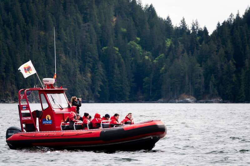 Campbell River: Whale Watching and Wildlife Viewing Day Tour - Final decision: book it if time and wildlife matter most