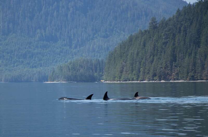 Campbell River: Whale Watching Cruise with Lunch - Humpbacks, orcas, dolphins, and sea lions