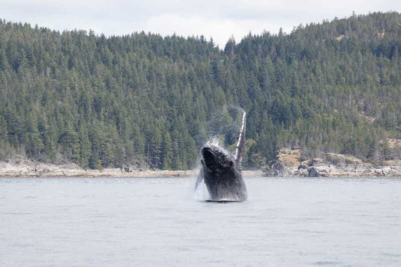 Campbell River: Whale Watching Cruise with Lunch - The spring and fall chance for bears on the beach