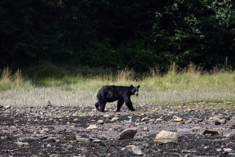 Campbell River: Whale Watching Cruise with Lunch - Lunch on shore, with one tradeoff