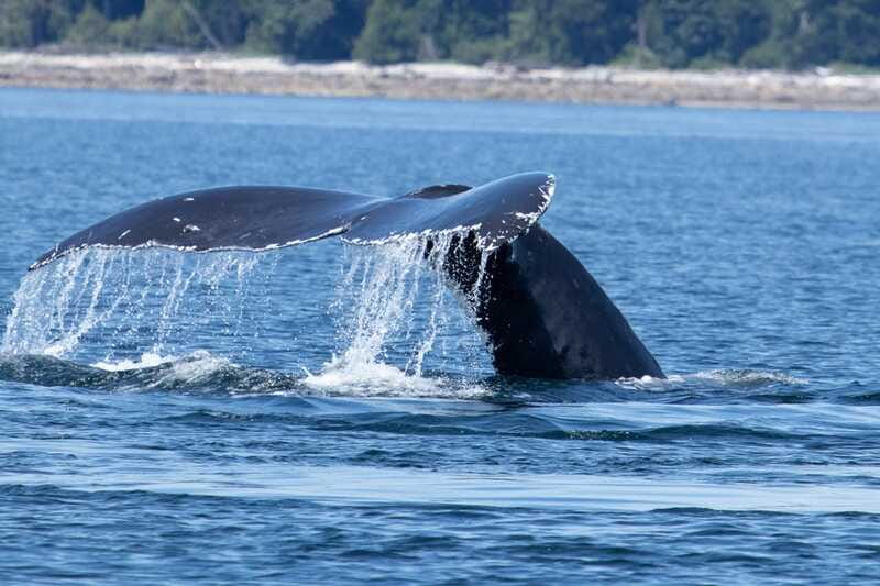 Campbell River: Whale Watching Cruise with Lunch - Captain Josh and the value of local guidance
