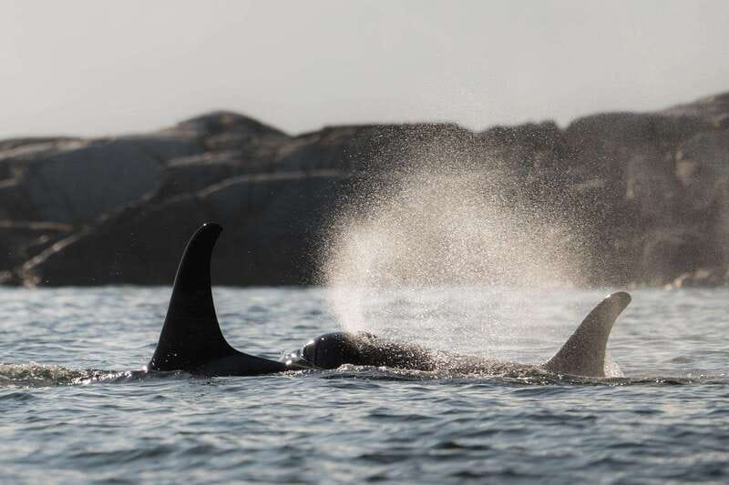 Campbell River: Whale & Wildlife Discovery Cruise - Key points at a glance