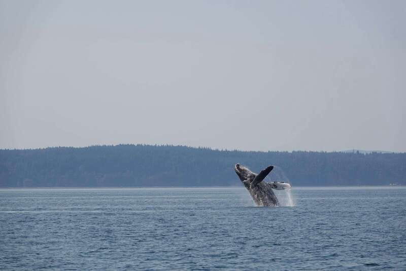 Campbell River: Whale & Wildlife Discovery Cruise - Why Campbell River is a good place to search for whales