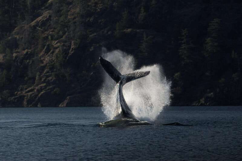 Campbell River: Whale & Wildlife Discovery Cruise - Covered boat or zodiac: choose your comfort level