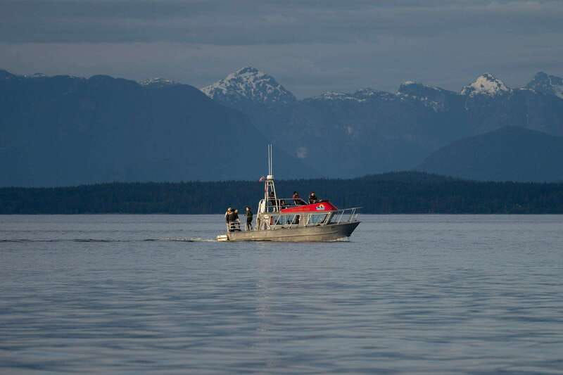 Campbell River: Whale & Wildlife Discovery Cruise - What the four-hour search feels like
