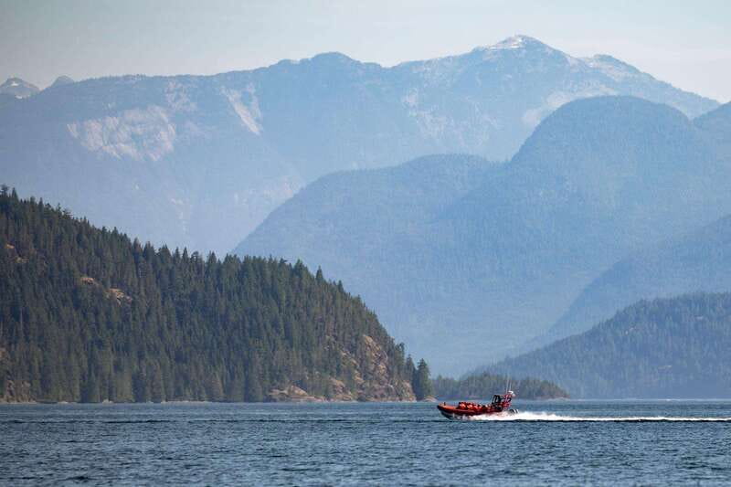 Campbell River: Whale & Wildlife Discovery Cruise - The wildlife you might actually see