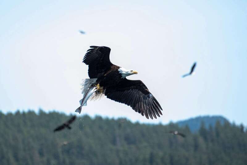 Campbell River: Whale & Wildlife Discovery Cruise - Getting to the marina without wasting your morning
